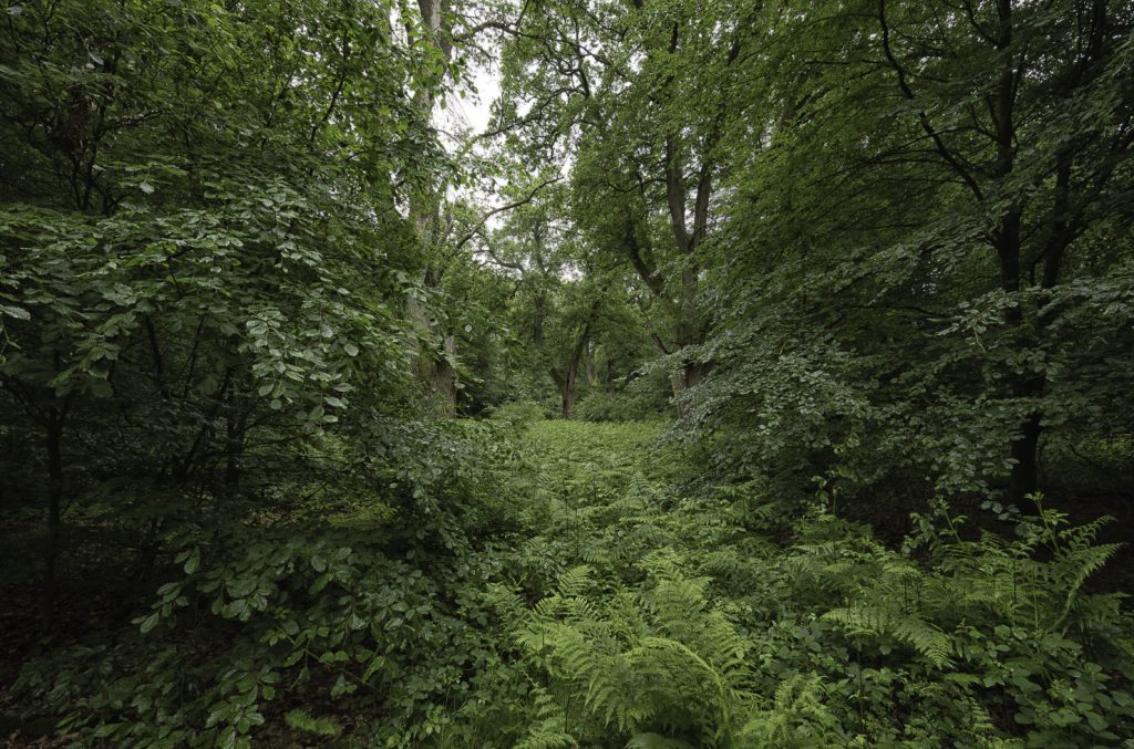 Urwald Sababurg Reinhardswald