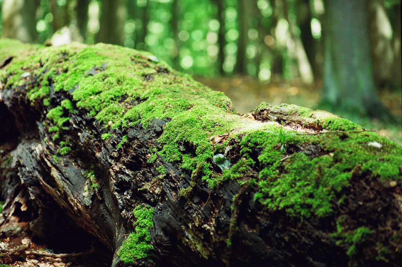 Naturparks in Deutschland – Wälder, Felsen und Landschaften
