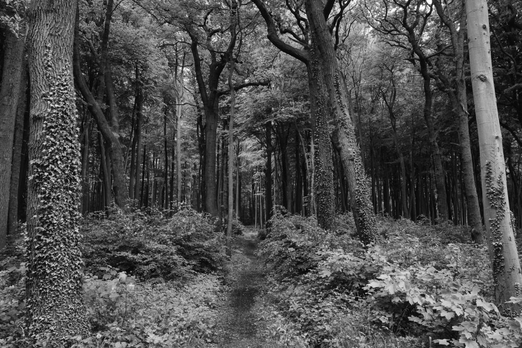 Gespensterwald Nienhagen Ostsee