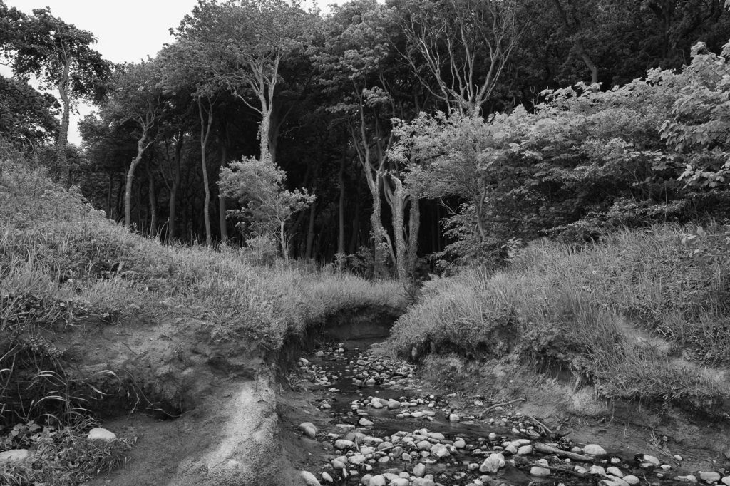 Gespensterwald Nienhagen Ostsee