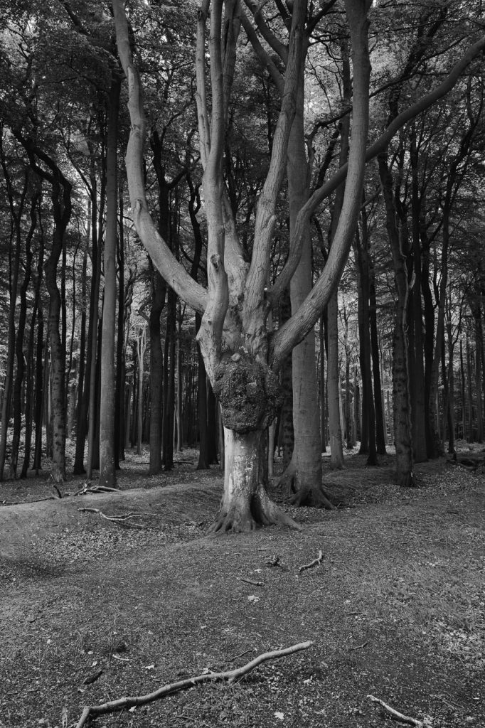 Gespensterwald Nienhagen Ostsee