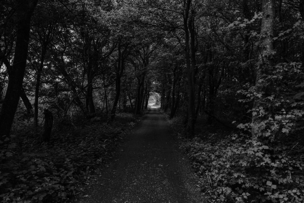 Gespensterwald Nienhagen Ostsee
