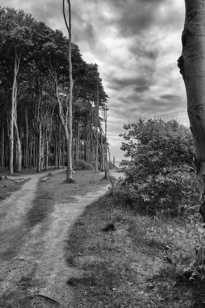 Gespensterwald Nienhagen Ostsee