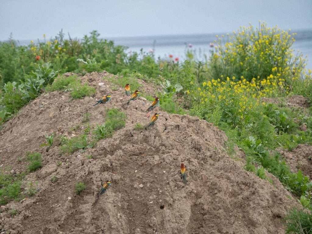 Bienenfresser in Deutschland: Lambsheim und Königstuhl