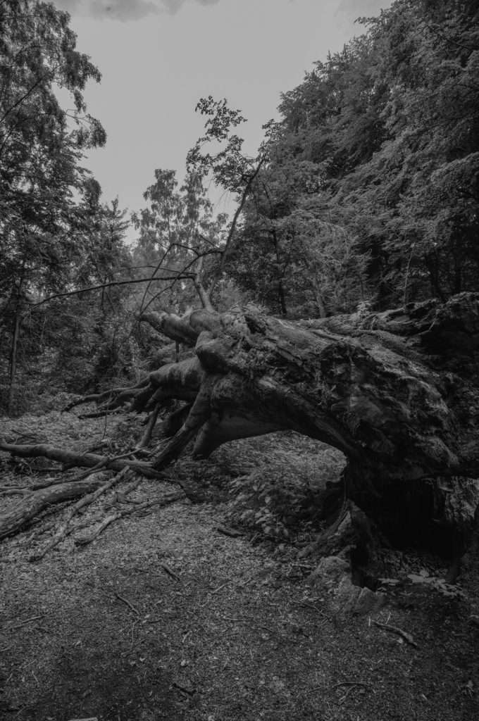 Unesco Buchenwälder Reinhardswald
