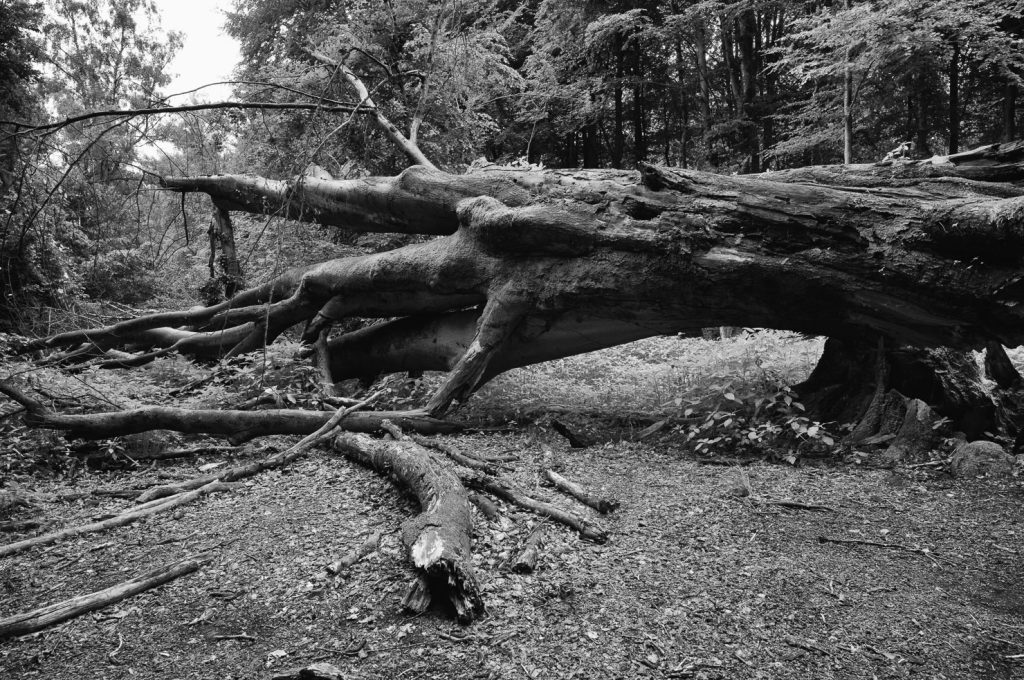 Urwald Sababurg Reinhardswald