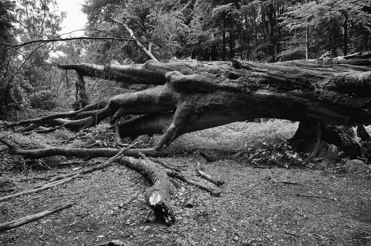 Urwald Sababurg im Reinhardswald