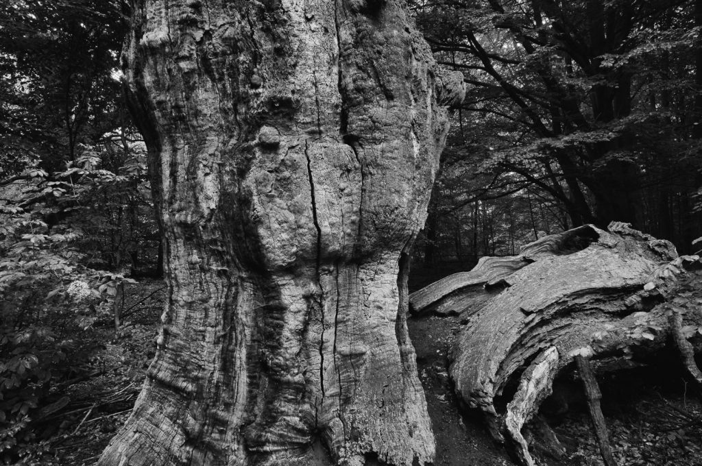 Urwald Sababurg Reinhardswald