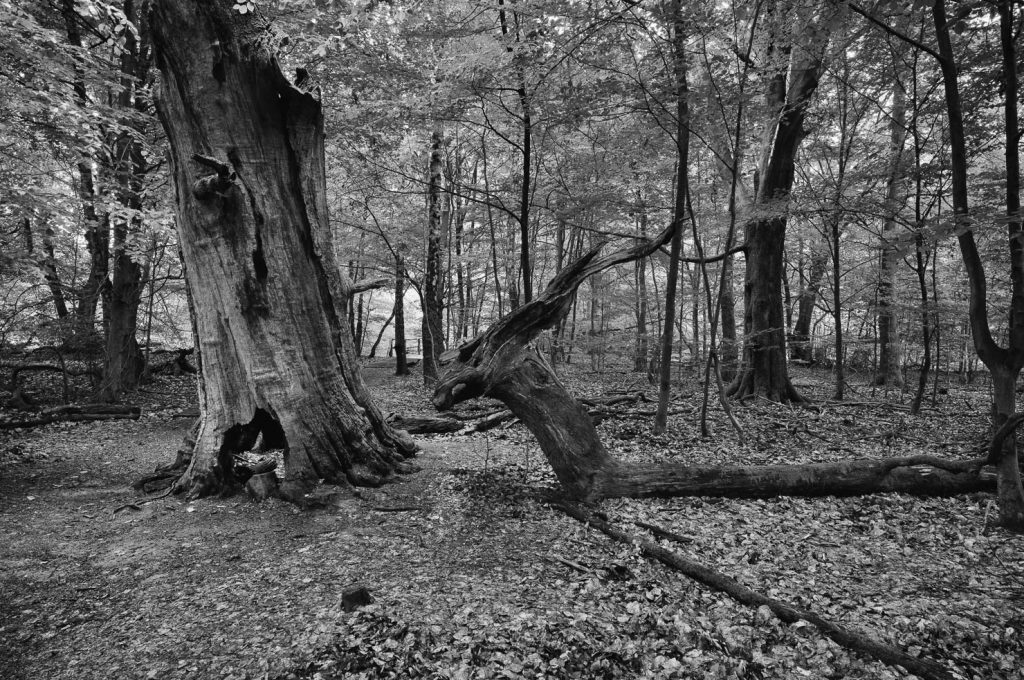 Urwald Sababurg Reinhardswald