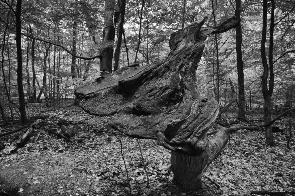 Urwald Sababurg Reinhardswald