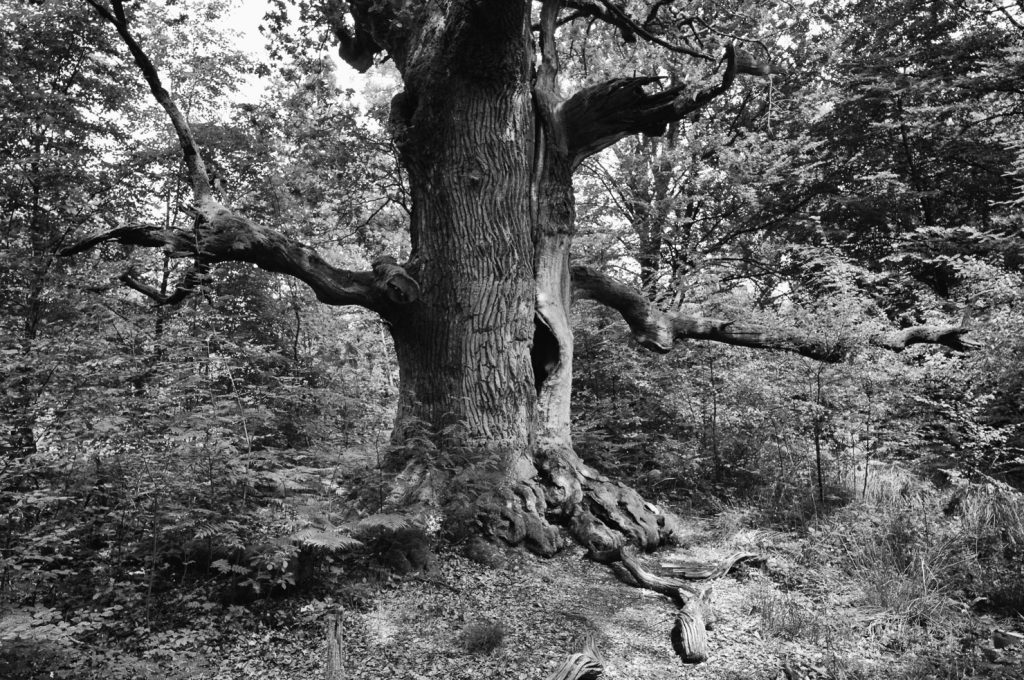 Urwald Sababurg Reinhardswald