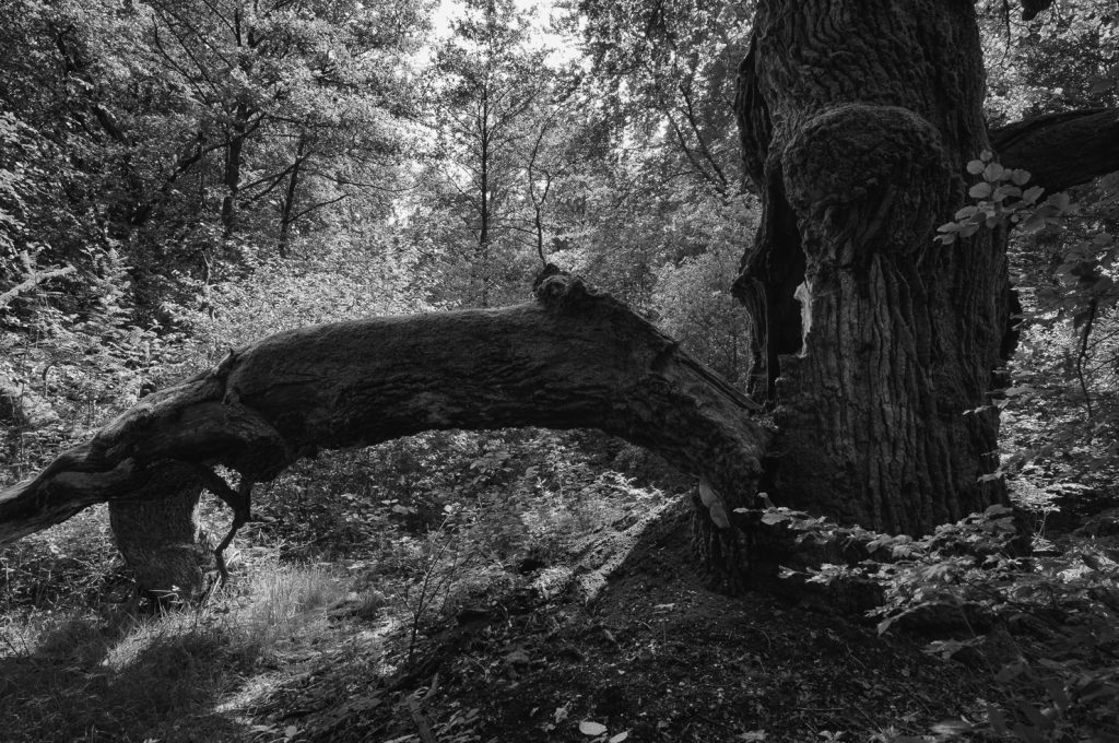 Urwald Sababurg Reinhardswald