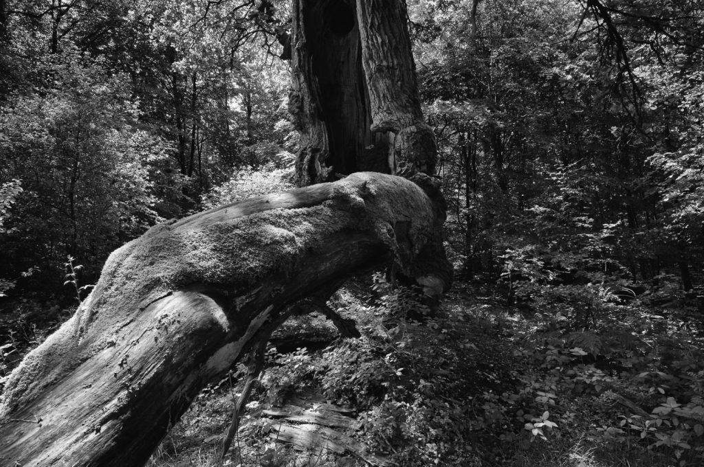 Urwald Sababurg Reinhardswald