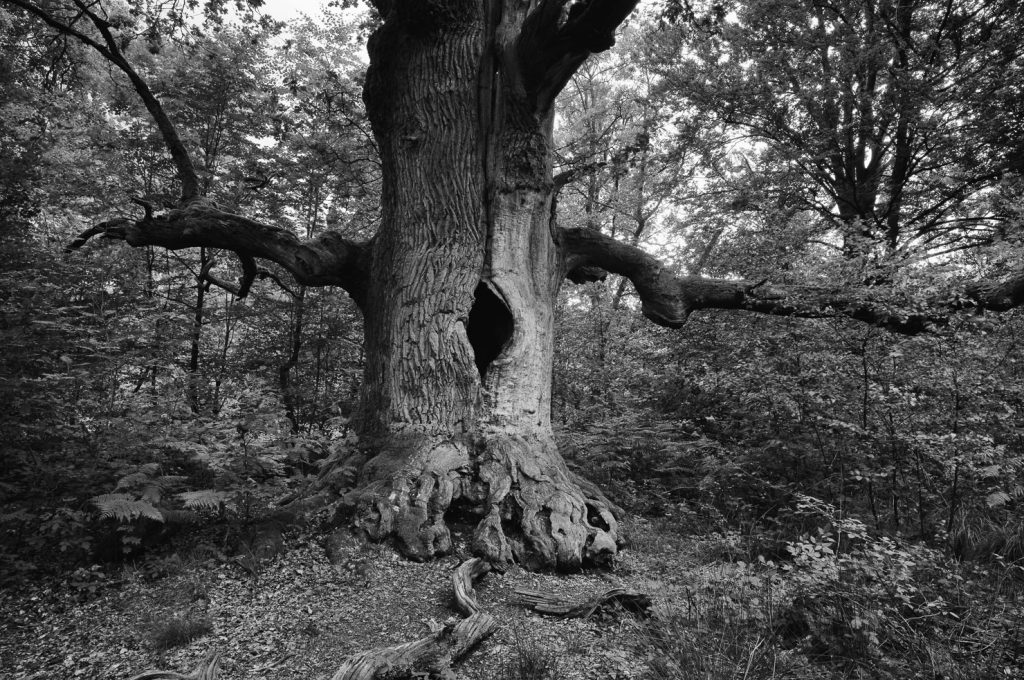Urwald Sababurg Reinhardswald