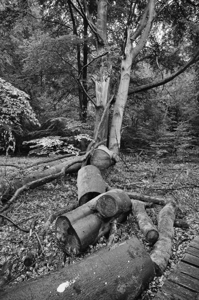 Urwald Sababurg Reinhardswald