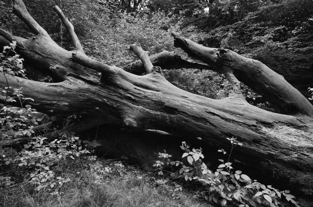 Urwald Sababurg Reinhardswald
