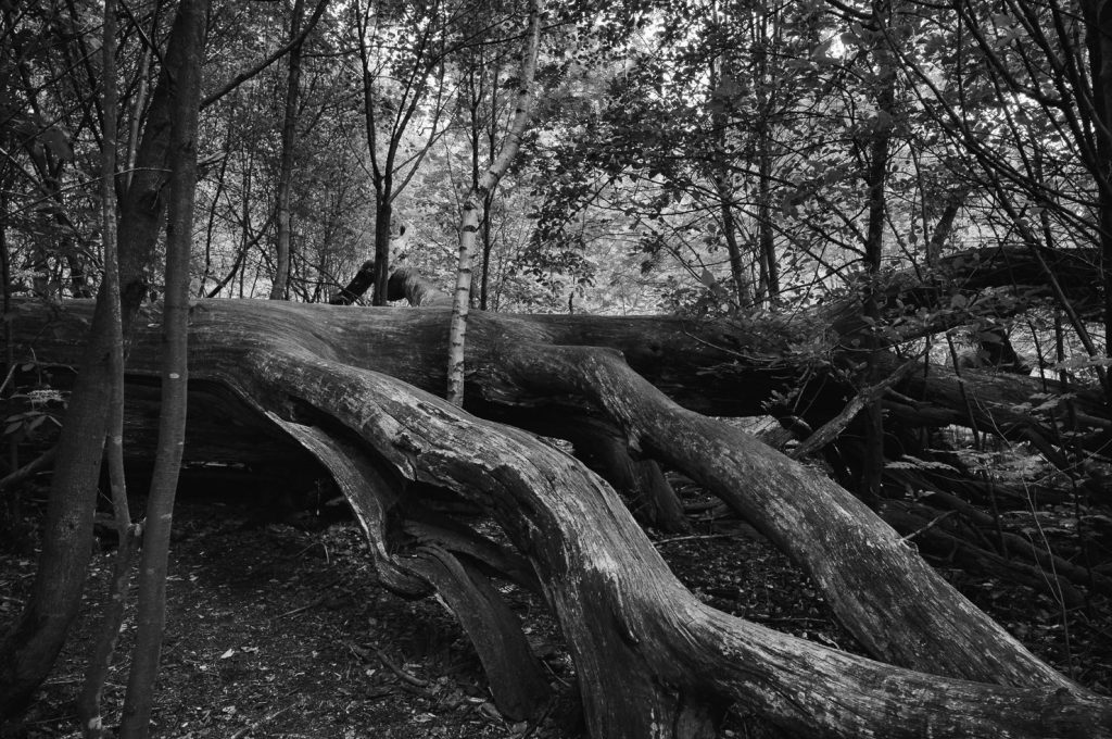 Urwald Sababurg Reinhardswald