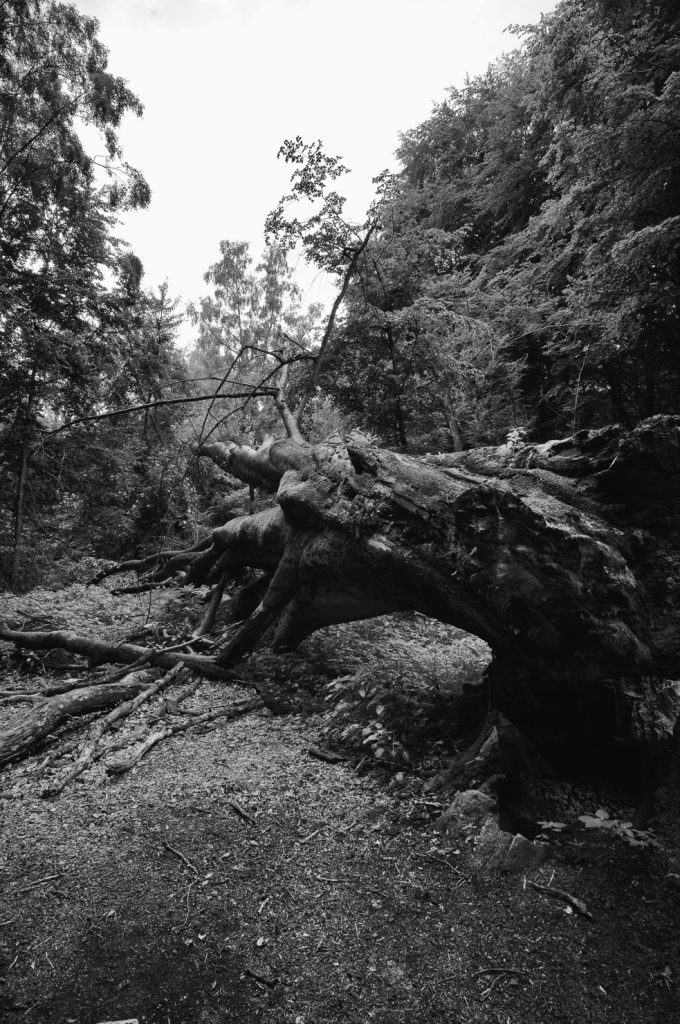 Urwald Sababurg Reinhardswald