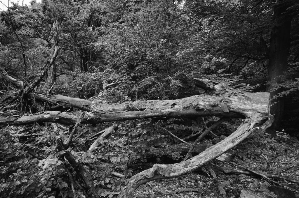 Urwald Sababurg Reinhardswald