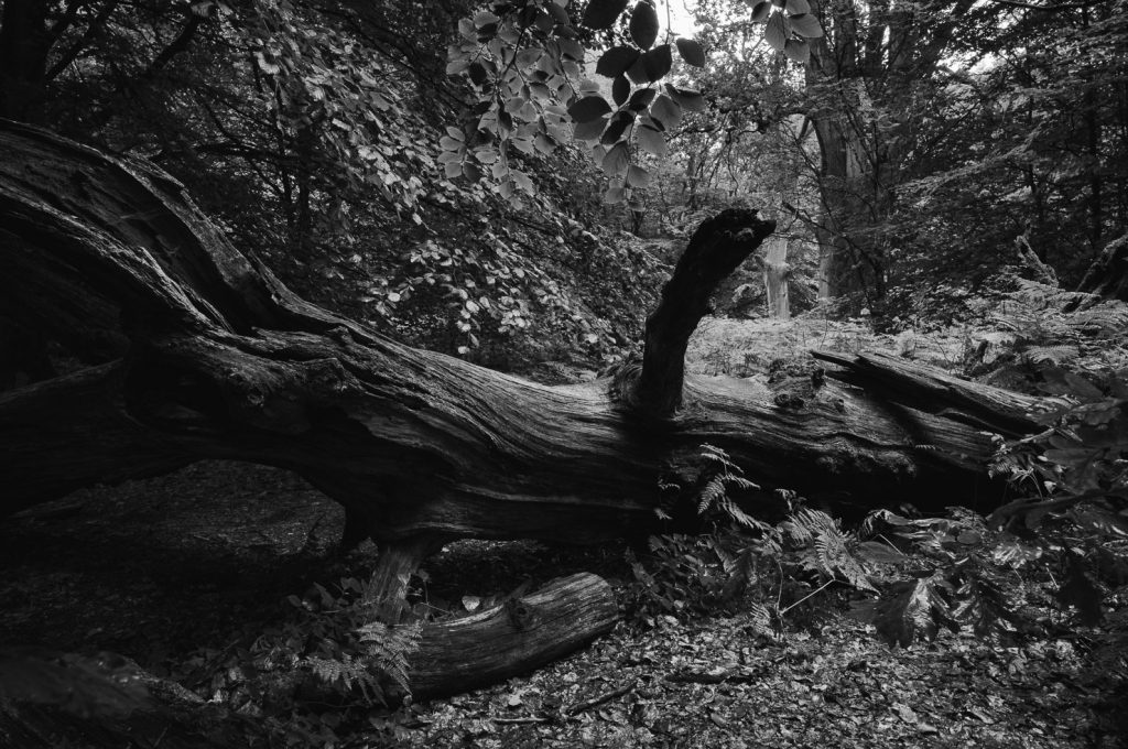 Urwald Sababurg Reinhardswald