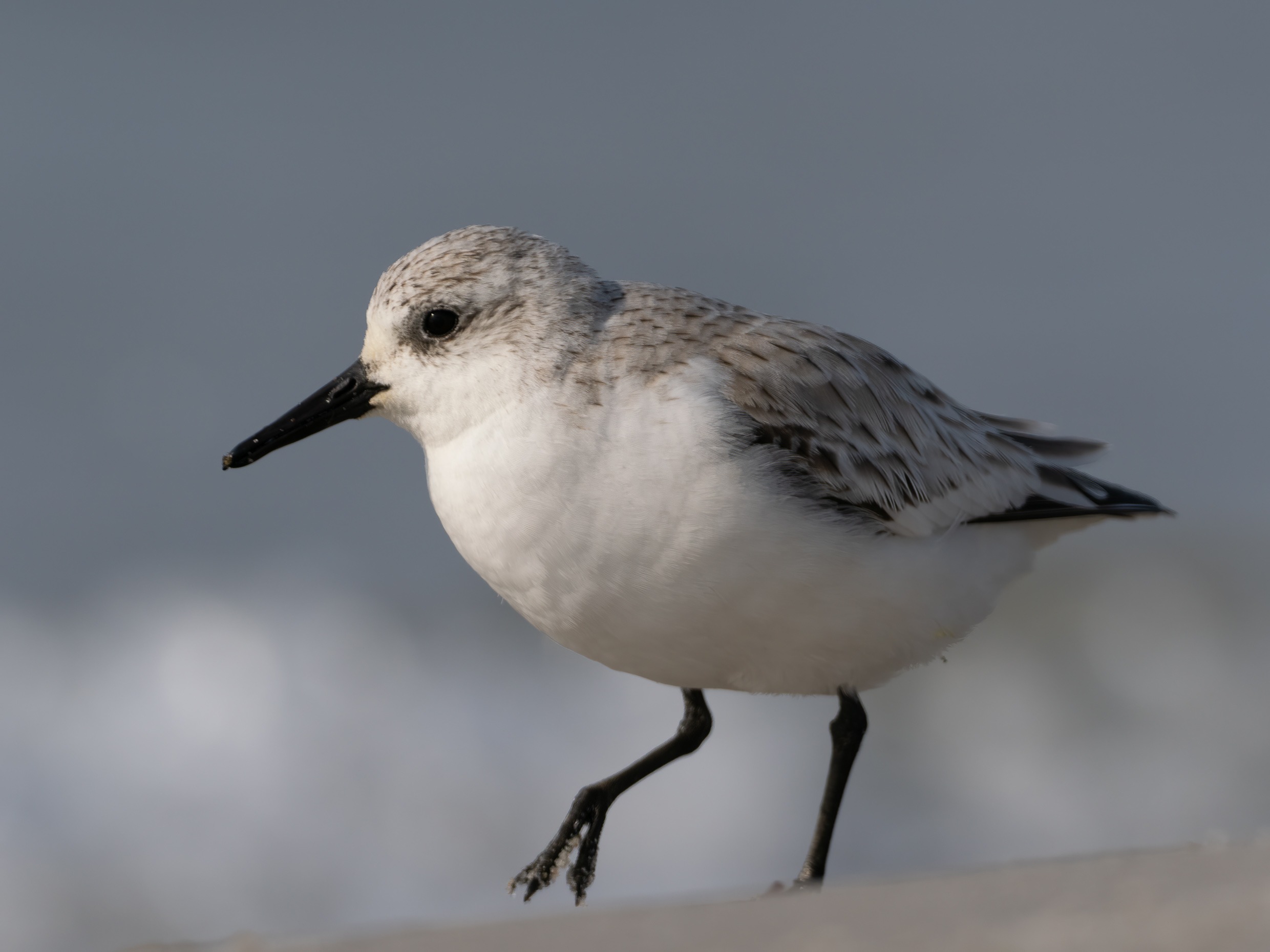 Sanderling
