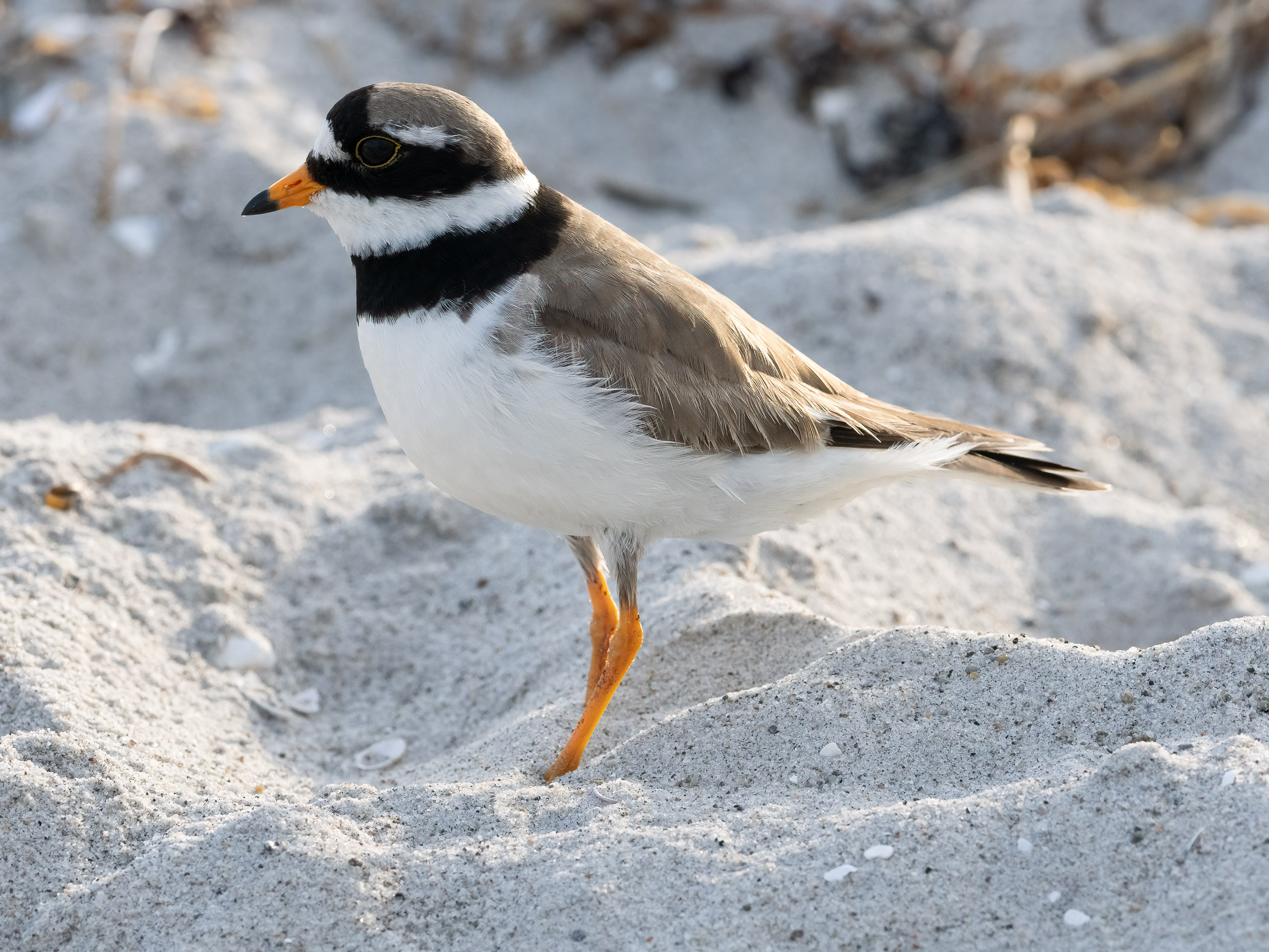 Sandregenpfeifer
