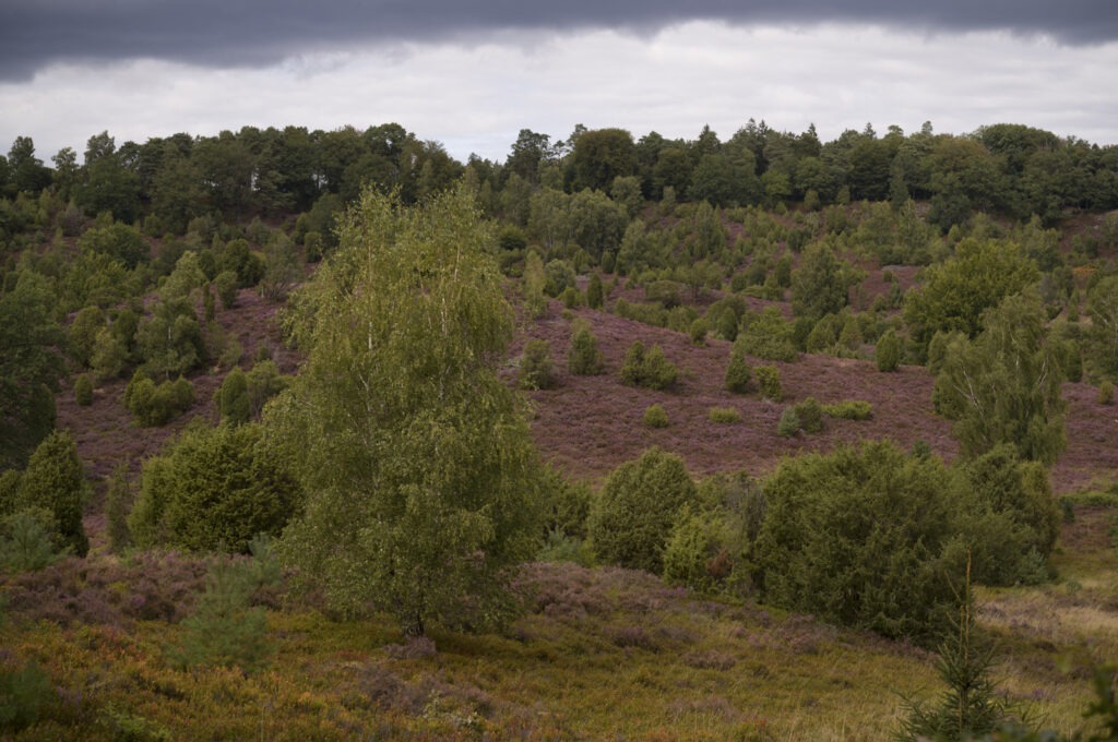 Totengrund Wilsede Leica MEV 1