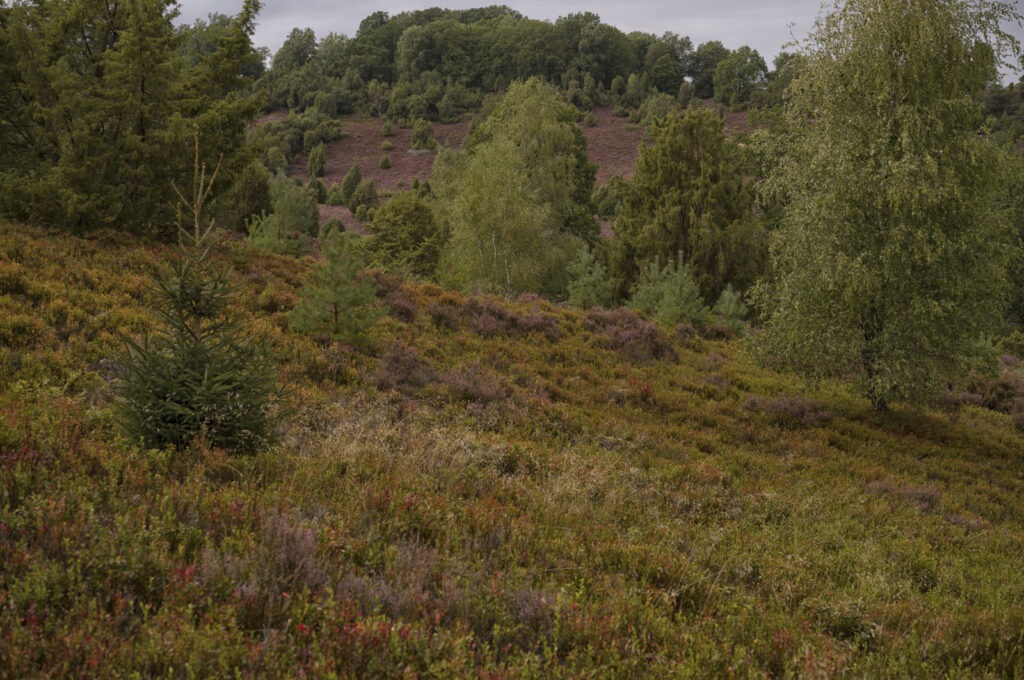 Totengrund Wilsede Leica MEV 1