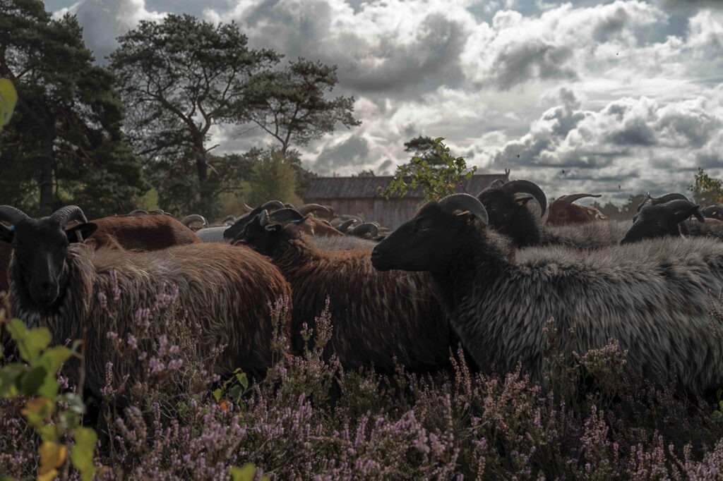 Osterheide Heideschnucken Leica Q3