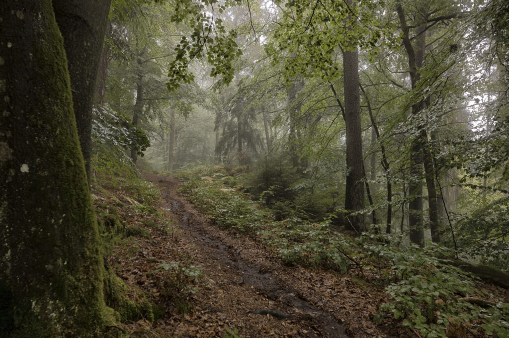 Teufelstisch Eppenbrunn Pfälzer Wald